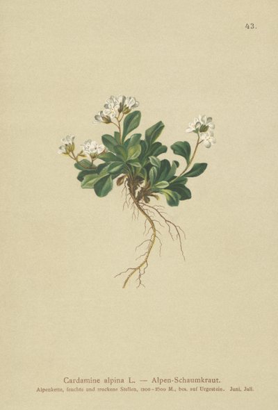 Cardamine alpine - German School