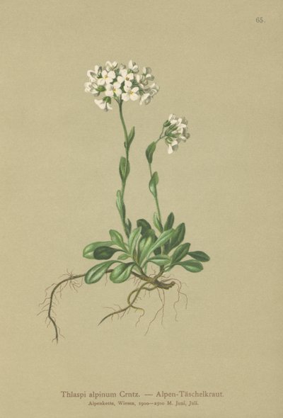 Tabouret des Alpes (Thlaspi alpinum, Noccaea alpestris subsp. alpestris, Thlaspi minimum, Noccaea crantzii, Thlaspi kerneri, Thlaspi alpinum var. kerneri, Thlaspi alpestre) - German School