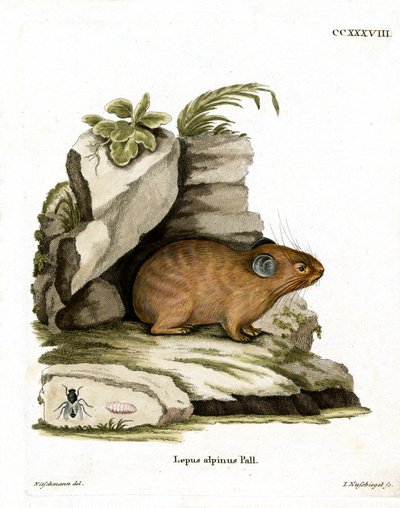 Pika des Alpes - German School
