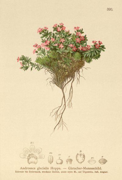 Androsace alpine - German School