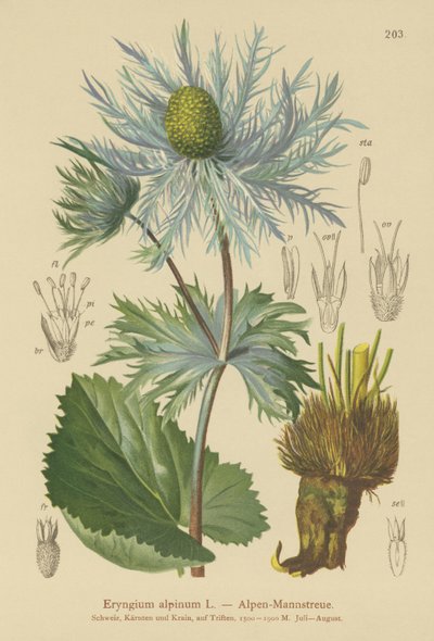 Panicaut des Alpes (Eryngium alpinum) - German School