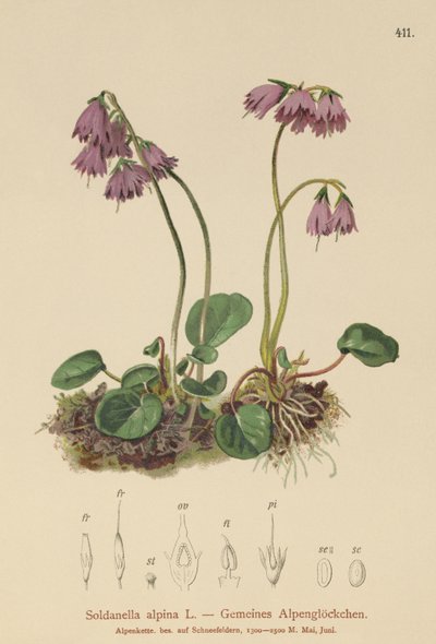 Soldanelle des Alpes (Soldanella alpina) - German School