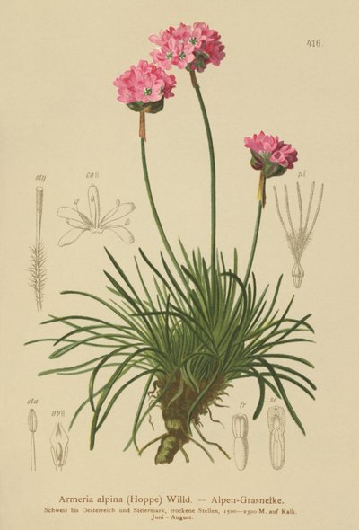 Armérie des Alpes (Armeria alpina) - German School