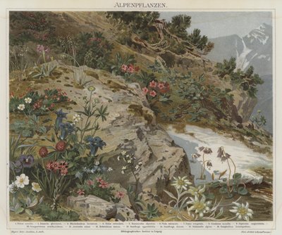Plantes alpines - German School