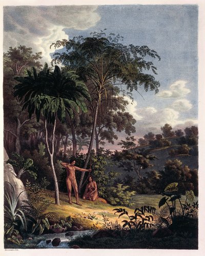 Alsophila, fougères aquatiques en Amazonie, table XXVIII de 