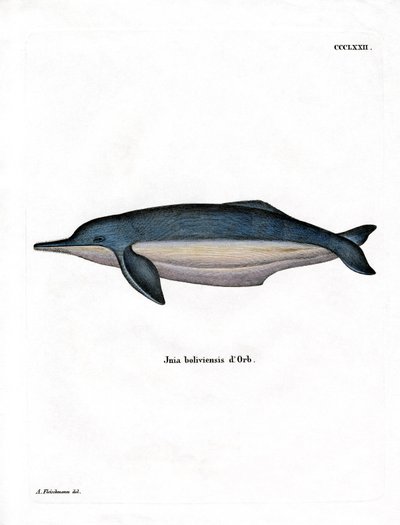Dauphin de l