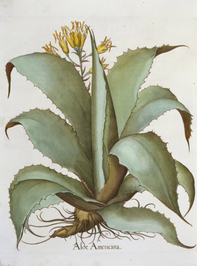 Aloe américaine, du Hortus Eystettensis par Basil Besler - German School