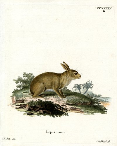 Lapin gris américain - German School