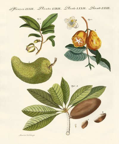 Fruits américains - German School