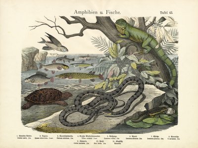 Amphibiens et poissons, vers 1860 - German School