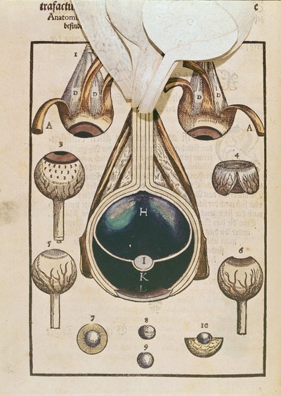 Anatomie de l