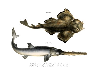Requin ange - German School