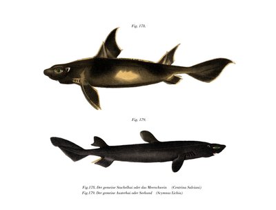 Requin rugueux angulaire - German School
