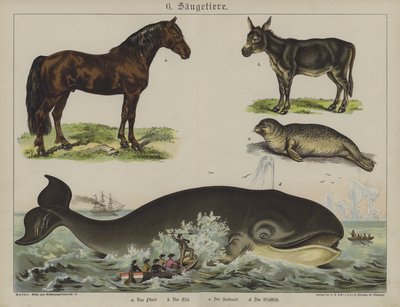 Animaux - German School