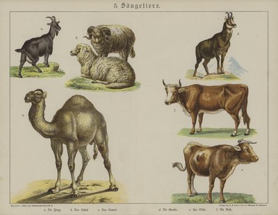 Animaux - German School