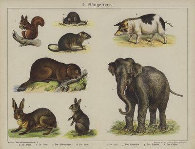 Animaux - German School