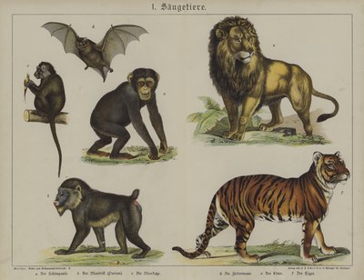 Animaux - German School