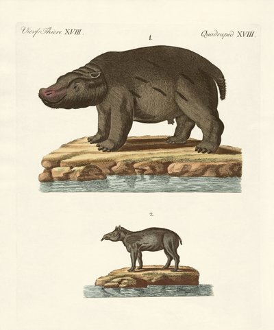 Animaux des pays chauds - German School