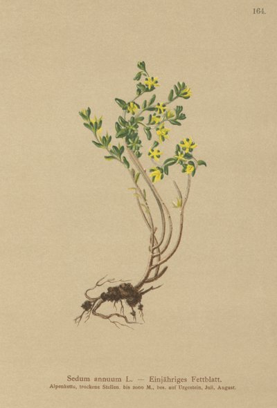 Orpin annuel (Sedum annuum) - German School