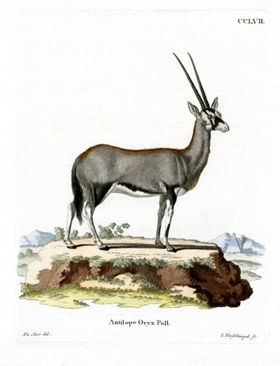Oryx d