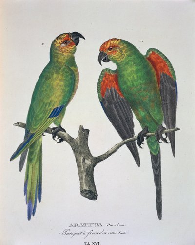 Aratinga Aurifrons (mâle et femelle), table XVI de 