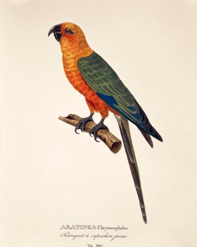 Aratinga Chrysocephalus, table XIV de 