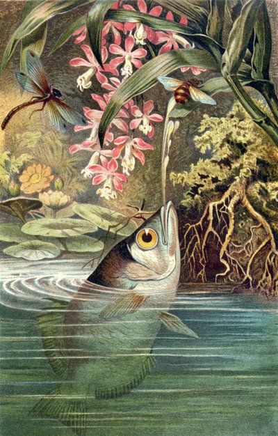 Poisson archer, planche de Brehms Tierleben: Allgemeine Kunde des Tierreichs, vol.8, p.49, publié par Bibliographisches Institut, 1892 - German School