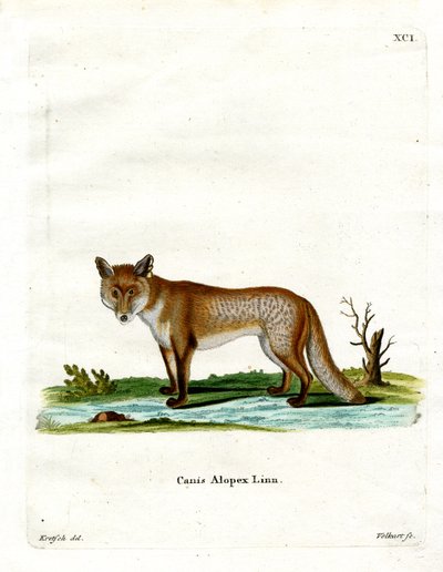 Renard arctique - German School