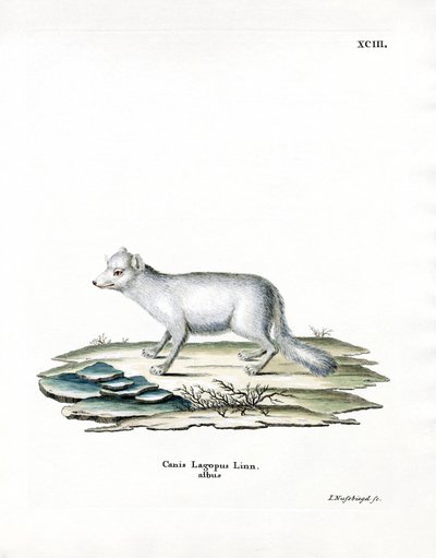 Renard arctique - German School