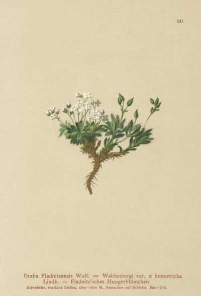 Drave arctique (Draba Fladnitzensis, Draba altaica, Draba Wahlenbergi) - German School