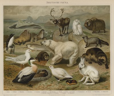 Faune arctique - German School
