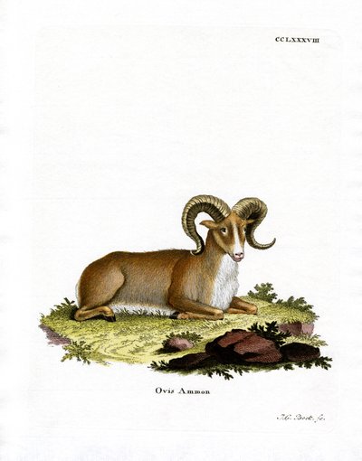 Argali - German School