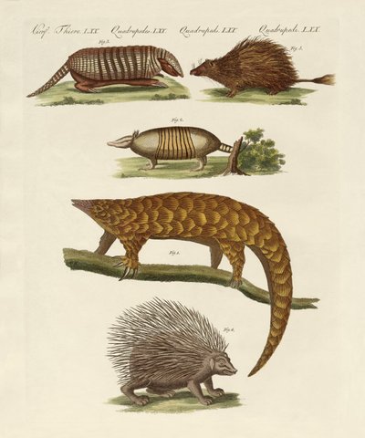 Animaux cuirassés et épineux - German School