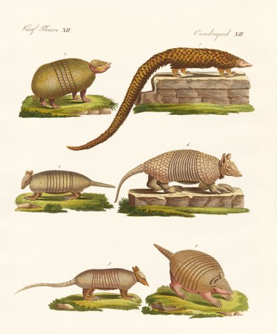 Animaux blindés - German School