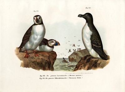Macareux moine, 1864 - German School