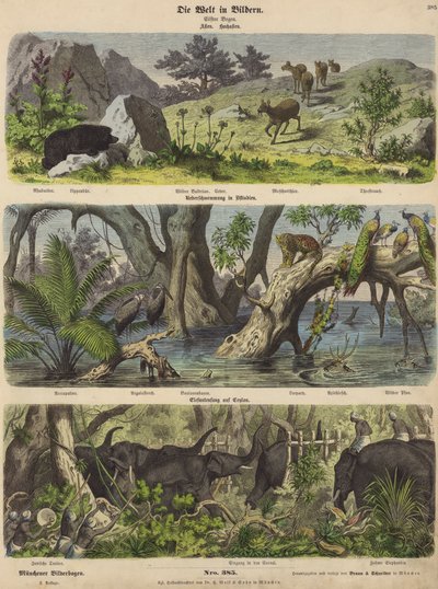 Asie : animaux et plantes de montagne ; inondation dans l