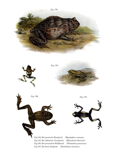 Grenouille cornue asiatique - German School
