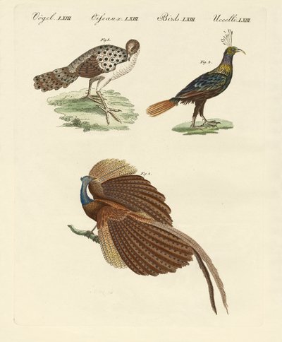 Oiseaux asiatiques (gravure en couleur) - German School