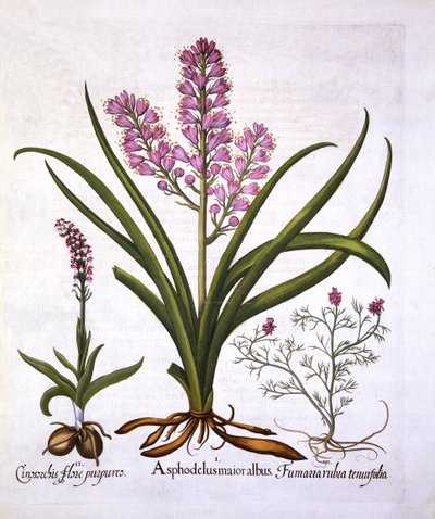 Asphodel, Burnt Orchid et Fumaria Spicata, de Hortus Eystettensis, par Basil Besler, pub. 1613 - German School
