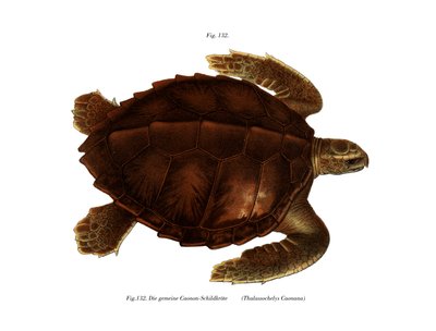 Tortue de l