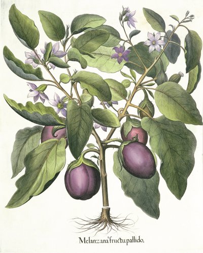 Aubergine, du Hortus Eystettensis par Basil Besler - German School