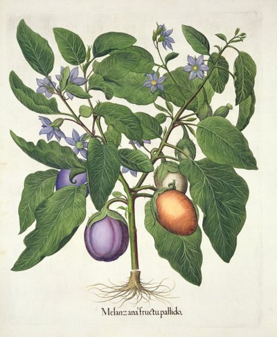 Aubergine : Melanzana fructu pallido, du Hortus Eystettensis par Basil Besler (1561-1629), pub. 1613 (gravure en couleur) - German School