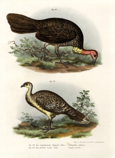 Talégalle de Latham, 1864 - German School
