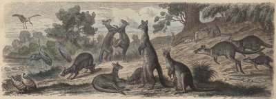 Faune australienne - German School