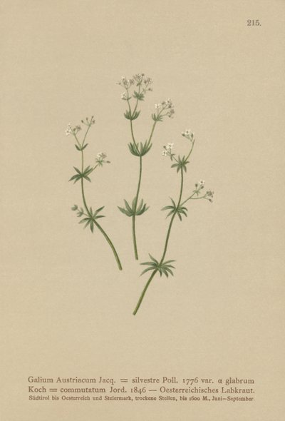 Gaillet autrichien (Galium austriacum, Galium silvestre (var. glabrum), Galium commutatum) - German School