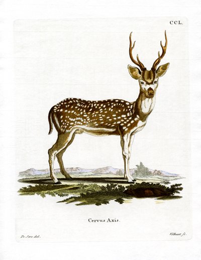 Cerf axis - German School