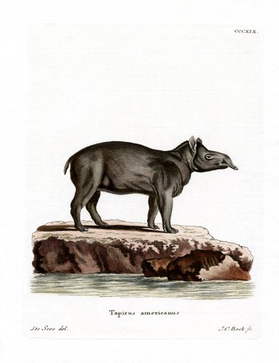 Tapir de Baird - German School