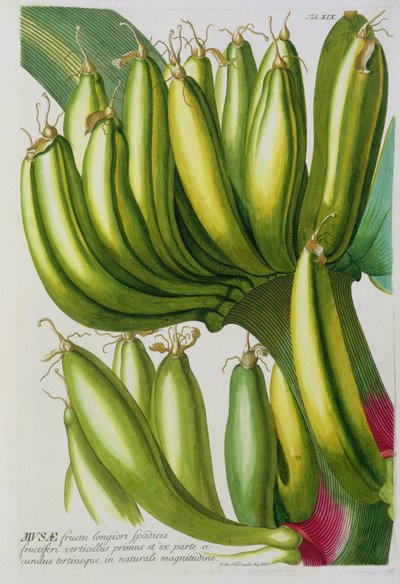 Banane, gravée par Johann Jakob Haid, planche 19 d