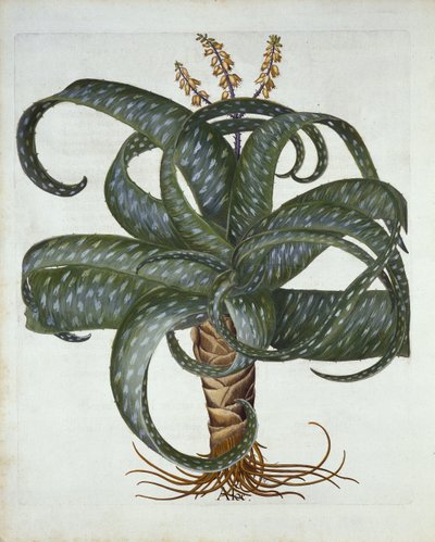 Barbados Aloe, de Hortus Eystettensis, par Basil Besler, pub. 1613 - German School