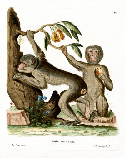 Singe magot - German School